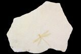 Fossil Dragonfly (Pos/Neg) - Solnhofen Limestone (Special Price) #92470-3